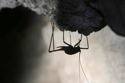 Cave Cricket Near the 110 Exit (Source: Marie Landis)