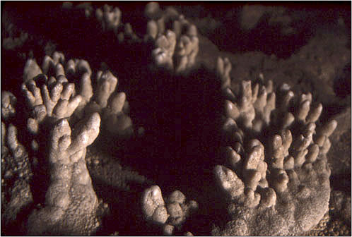 Cave Popcorn from a Passage Connected to the Dry Room (Source: Oregon Caves Image Library)