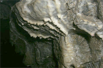 New Growth in the Exit Tunnel (Source: Oregon Caves Image Library)