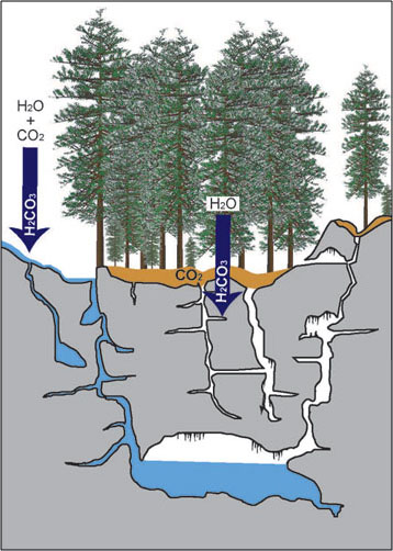 Differences in the Shapes of Passageways Based on their Location Relative to the Water Table (Source: Environmental Science Institute, University of Texas at Austin. http://www.esi.utexas.edu/outreach/caves/caves.php)