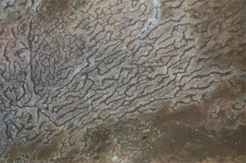 Vermiculations Above the Ghost Room Platform (Source: Oregon Caves Image Library)