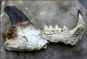 Most Old Bones, like this Jaguar Jaw, are in Pieces. The Big Tooth in this Picture is about an Inch Long (Source:  Oregon Caves Image Library)