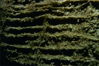 Boxwork can be Seen in the Ceiling as Thin Lines Cutting through the Marble in the Souvenir Room (Source: Oregon Caves Image Library)