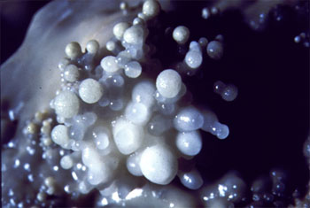 Note the Knobby, Coral-like Shape Which Gives the Formation Its Name (Source: Oregon Caves Image Library) 