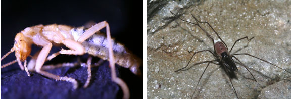 Grylloblattid (left) and Harvestman (right), Two of the Endemic Species of Oregon Caves (Source: Oregon Caves Image Library) 