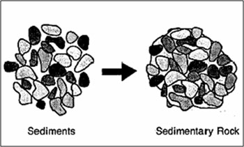 Sediments--Sand, Shells, Mud, or Pebbles--Can be Compacted into Sedimentary Rocks (Source: Regents Earth Science http://regentsearth.com/Tests/Rocks%20&%20MineralsMC.html) 