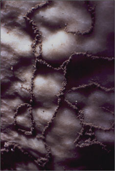 This Close-Up of the Vermiculations Reveals their Sedimentary Texture (Source: Oregon Caves Image Library) 