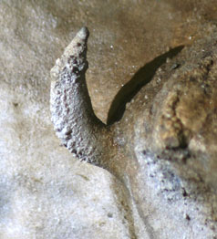 A Helictite Seen in the Imagination Room Below the Platform (Source: Oregon Caves Image Library)