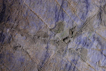 Graphite and Boxwork as Seen in the Marble Ceiling (Source: Oregon Caves Image Library)