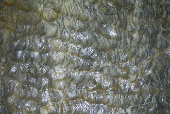 Graphite Lines Seen Within the Marble (Source: Oregon Caves Image Library)