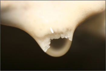 Cave formations accumulate calcite drop by drop; this drop is about the size of a pinky nail (Source: Oregon Caves Image Library)