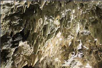 Some of the Straws in Petrified Garden Were Broken by Ice Wedging (Source: Heather Neis)