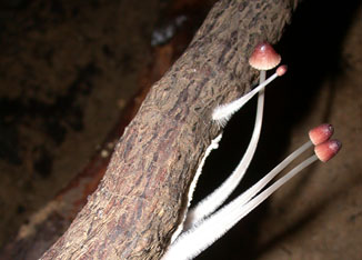 Fungi Feeding on Dead Roots (Source: Oregon Caves Image Library)