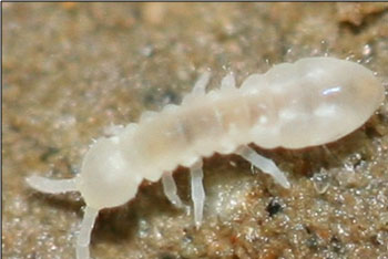 Springtails are Translucent and Blind (Source: Oregon Caves Image Library)