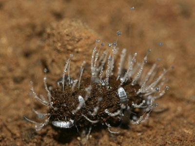 Springtails Feast on Scat from a Bushy Tailed Woodrat, One of the Common Sources of Nutrients from the Outside World (Source: Marie Landis)