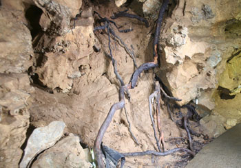 Douglas Fir Tree Root (Source: Oregon Caves Image Library)